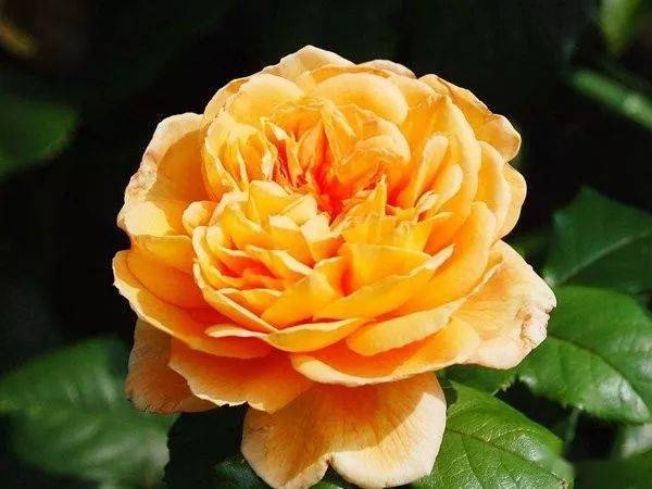 3. 黄金庆典：金黄色的花朵， 香味独特