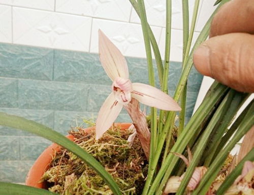 球兰花总不开花怎么办？是土壤问题还是光照不足