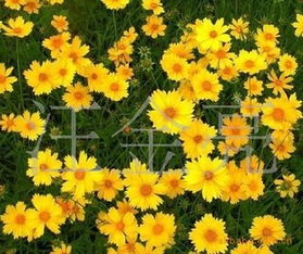 矢车菊：花朵小巧， 心情美美哒