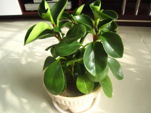 多年生草本植物怎么选？选对品种