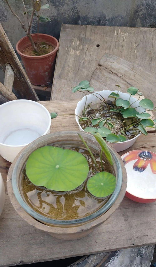 果皮蔬菜， 变身养花佳品