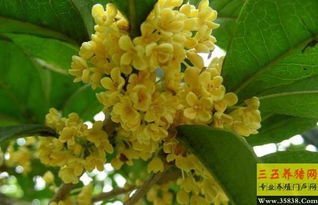 北方夏天的花海梦