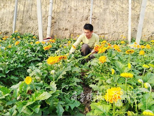 非洲菊播种时间通常在春季至秋季，需了解适宜播种温度和土壤条件
