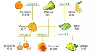 分类一：按毒理作用方式的不同