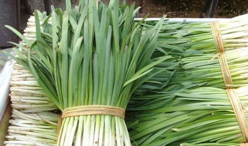 三、 韭菜：香辣可口，常吃有益