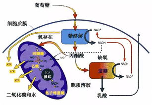蛋鸡脂肪肝成因：饲料能量过剩