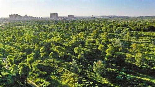 杨凌花卉种植基地旁的西安苗木基地大揭秘