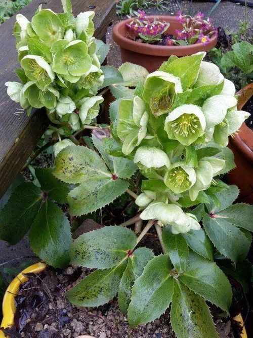 发现误食马上施行：