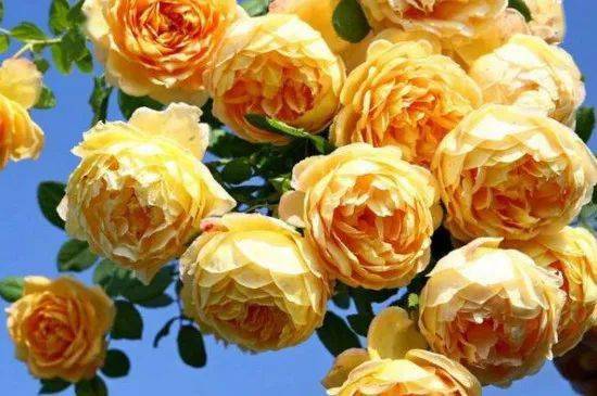 黄色藤本月季，金色庆典，金色的传说