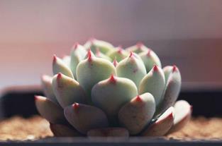 化学药剂误用，多肉植物受害案例分析