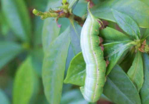 对付枣蛆，这些农药你用对了吗？