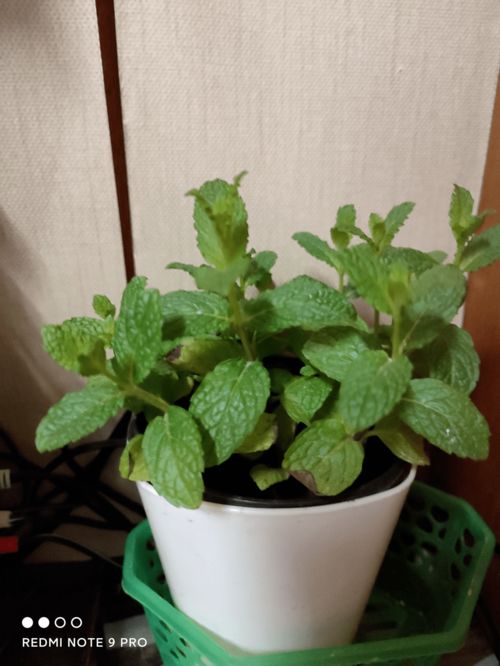 驱蚊植物效果最佳是哪些？夏季防蚊就靠这几种