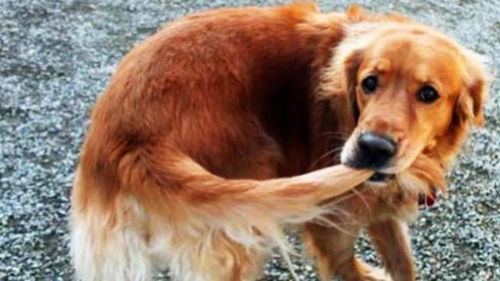 生猪频繁出现咬尾咬耳行为，究竟是什么原因导致的？如何有效防治？