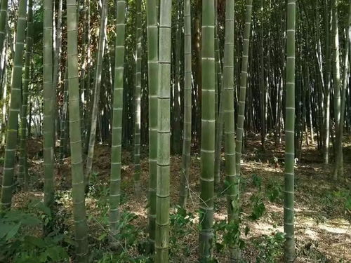 毛竹种子在什么季节播种最适宜，有什么具体播种方法