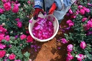 玫瑰花瓣层层叠叠，花香四溢