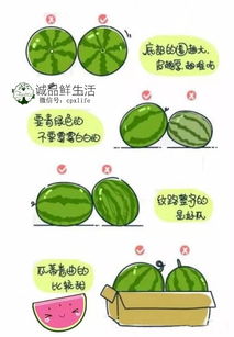 薄荷种植小常识：要不要用农药呢？