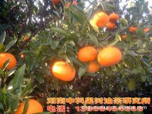 柑橘：湖南的特产