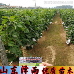 葡萄种植与苗圃技术：高效畜牧养殖的黄金法则