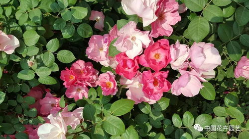 月季花海， 惊艳了整个北京