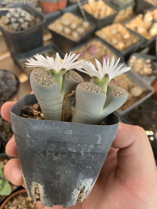 番杏科多肉植物生石花入门第二期新手指南