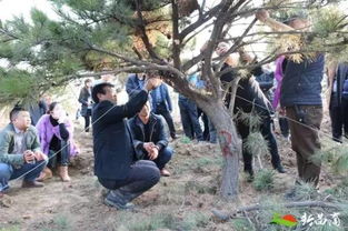 松树苗养护，你真的懂吗？