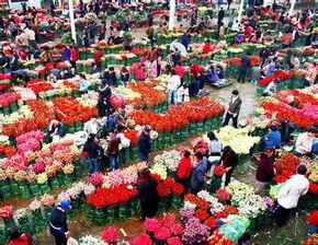 鲜花批发市场哪里找？沧州有靠谱货源吗