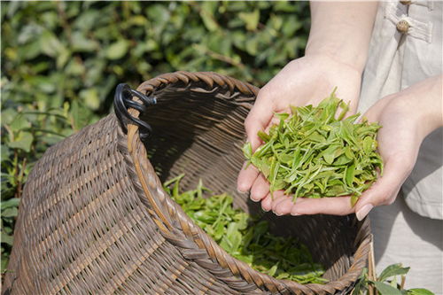 福建茶落叶了怎么办？如何恢复生机