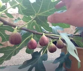 无花果从发芽到结果，经历生长、开花、授粉、成熟等阶段