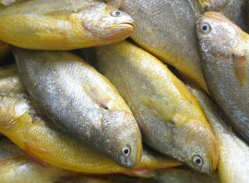 如何根据饲料冰鲜黄鱼的价格判断其新鲜程度？