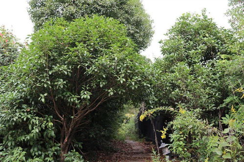 白云山皂角树， 捡拾季节来了