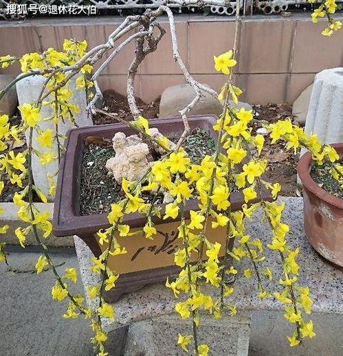 养花小达人养成记：8种花让你秒变绿化带大神