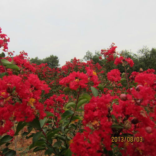 红火箭紫薇、 红火球紫薇和红叶紫薇：三兄弟的奇妙差异