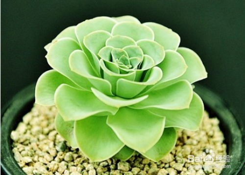 多肉植物怎么养？如何让它们长得更美