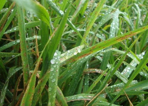 稻瘟病，那个让人头疼的“瘟”