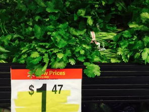 广东地被植物的省钱之道