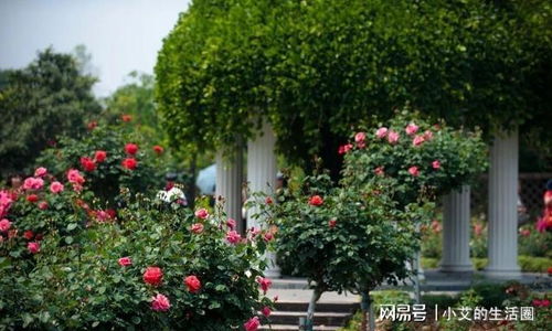 小阳台的微月品种推荐