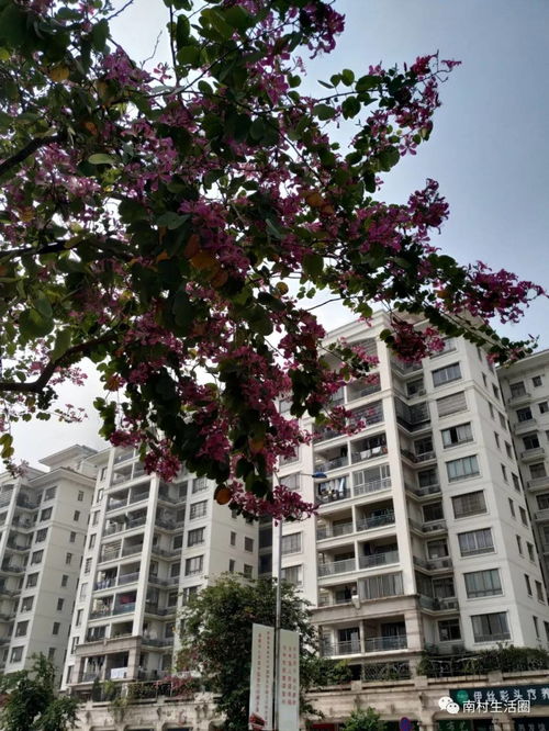 光照：阳光是紫荆的养料