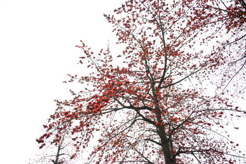 第一步：种子选购与保存