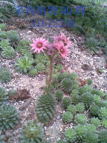 碰碰香开花了吗？你见过这种植物开花吗