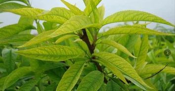 如何正确修剪大幸福树，避免修剪不当导致树势减弱或病虫害
