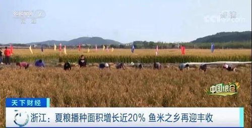 ▌薏米种植小知识：播种那些事儿