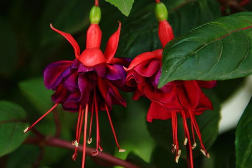 灯笼花种植小贴士：光照、水分和土壤全解析