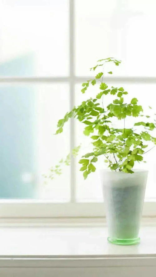 “梧桐树：古典美韵，风水佳品，家居绿植新宠”