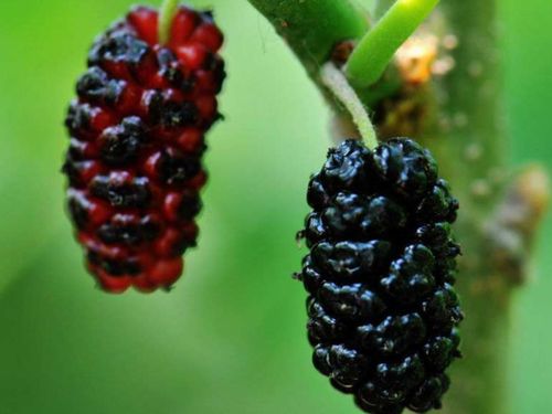 桑葚食用指南：感冒期间能否享用？