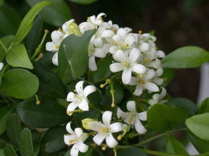 七里香花如何种植？适合哪些土壤和光照