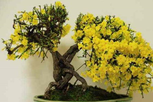 小叶迎春的落叶现象