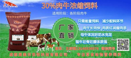 育肥牛能否直接使用犊牛饲料，母牛是否适合进行育肥？
