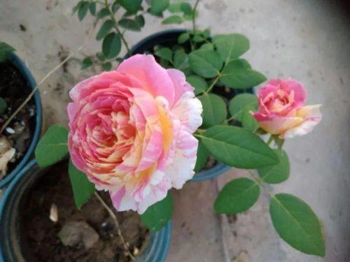 春天家居装饰的颜色选择：帕斯泰拉月季与粉油彩画月季