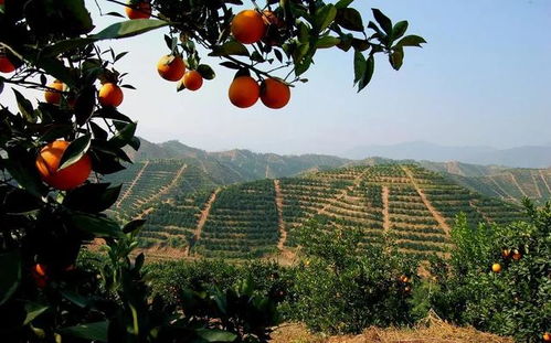 揭秘江西茶油树苗批发，广东顶级茶油基地直供电话！