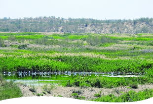 荒漠化治理中的耐旱草种